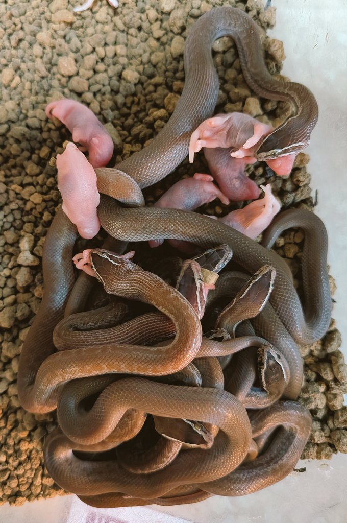 herping_'s tweet image. やっぱりとんぶりまでに雌雄を見とかないとダメですかそうですか(怒)！
#burikura