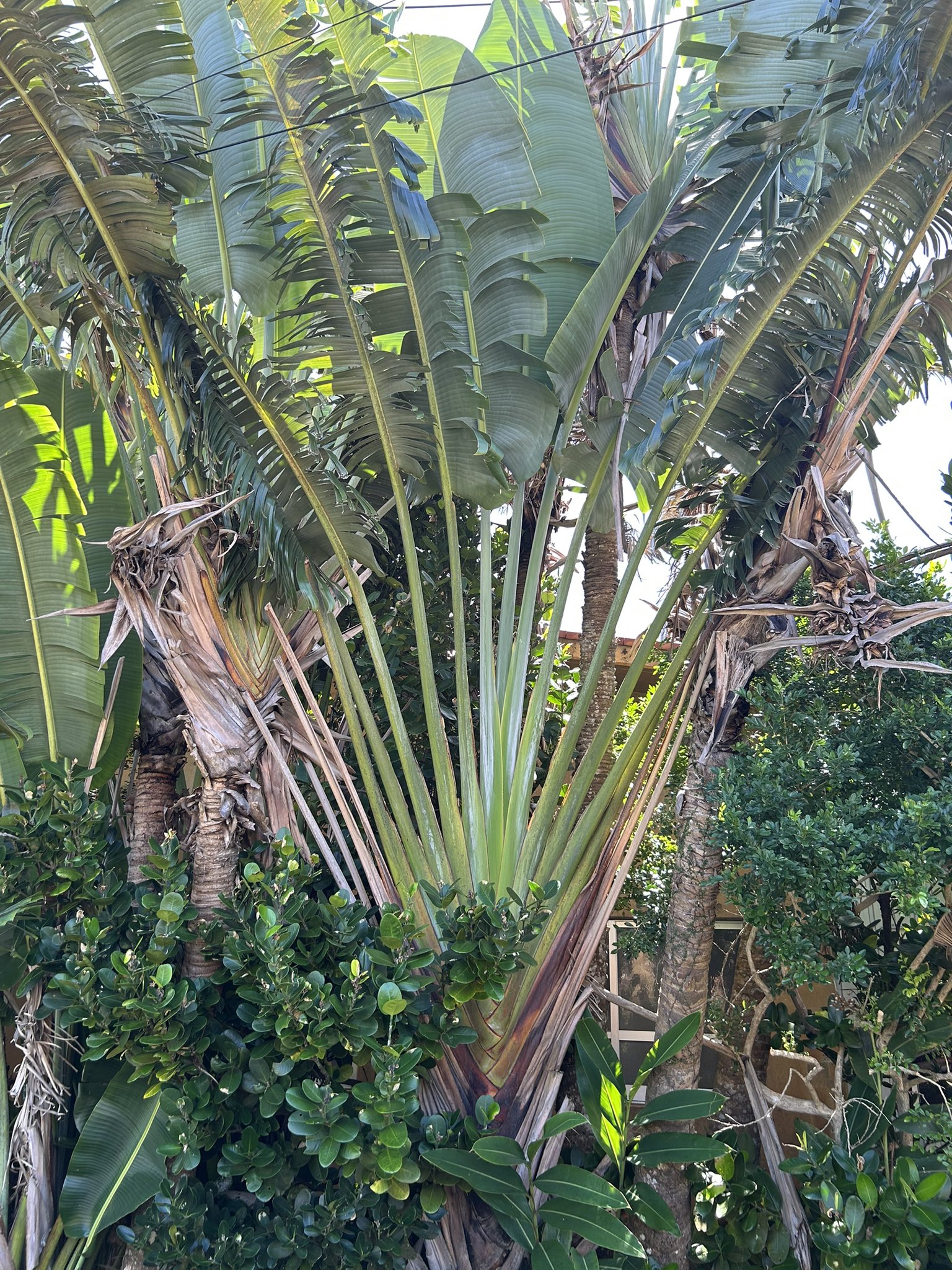 旅人の木2025 現品】旅人の木/扇芭蕉ドライ特大（1）