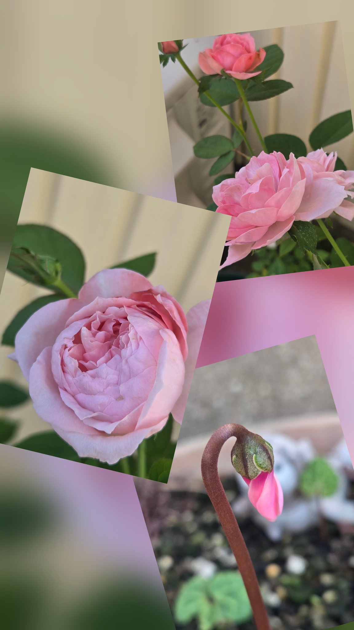 Posts with replies by みぃ64 (@PaDqlqHPDpnkzFF) / X