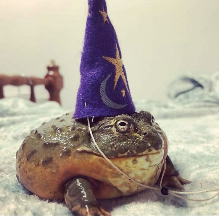 No Context Frogs (@nocontextfrogs) on Twitter photo 