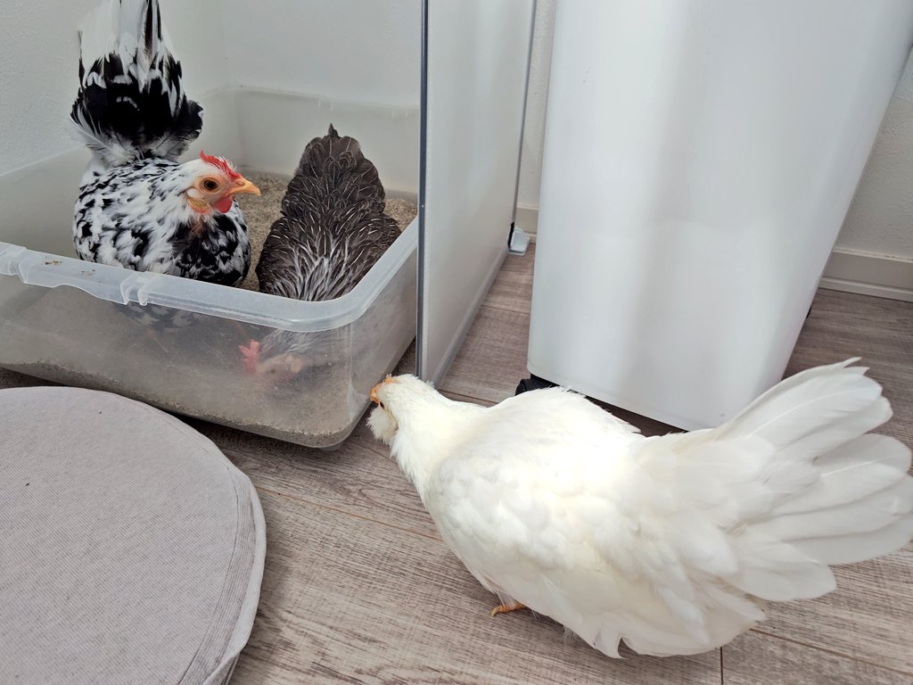 kana_o_o_kana's tweet image. 砂場で遊ぶ先輩たちを見て学ぶ、翁ハクちゃん