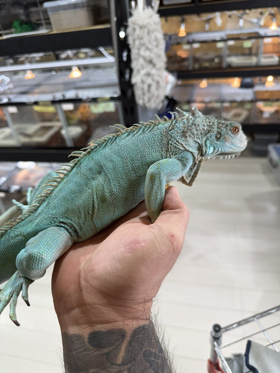 ブルーイグアナ - Search / X