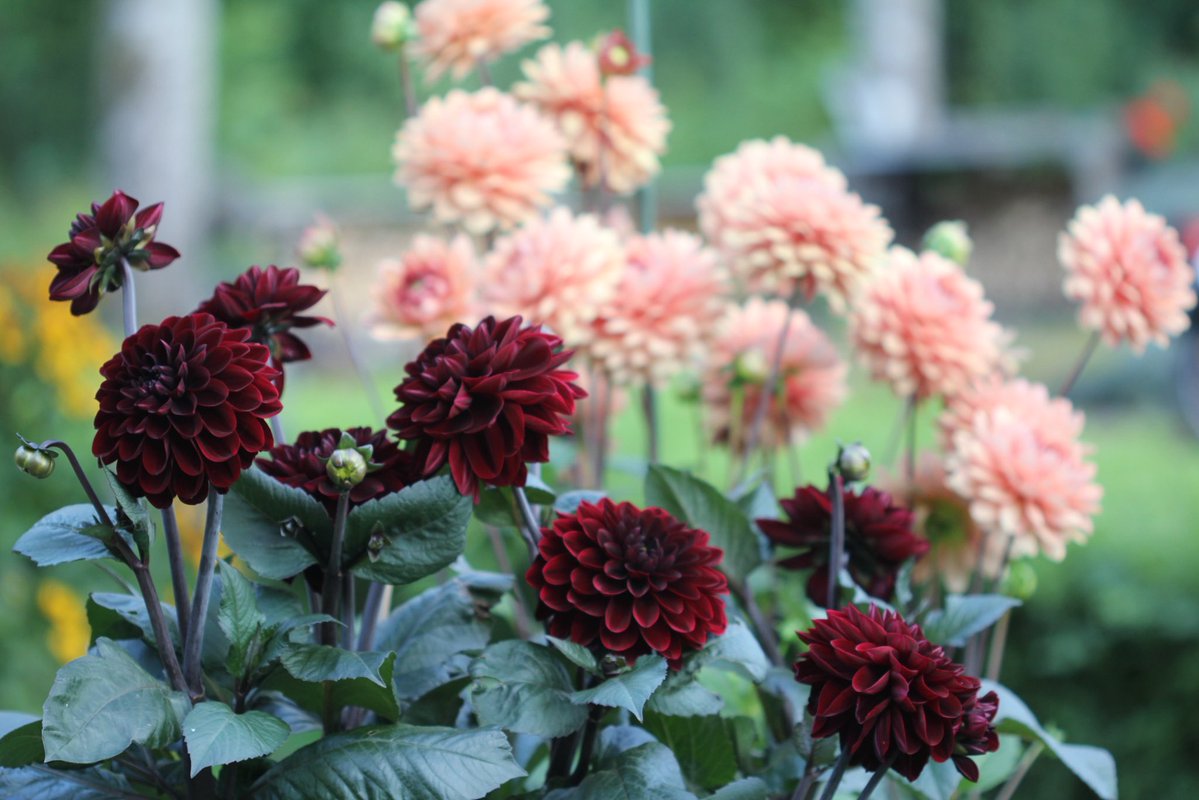 Glorious #Dahlias for #FlowersOnFriday 

#dailydahlia #dahlialove #FlowersOnX #gardening