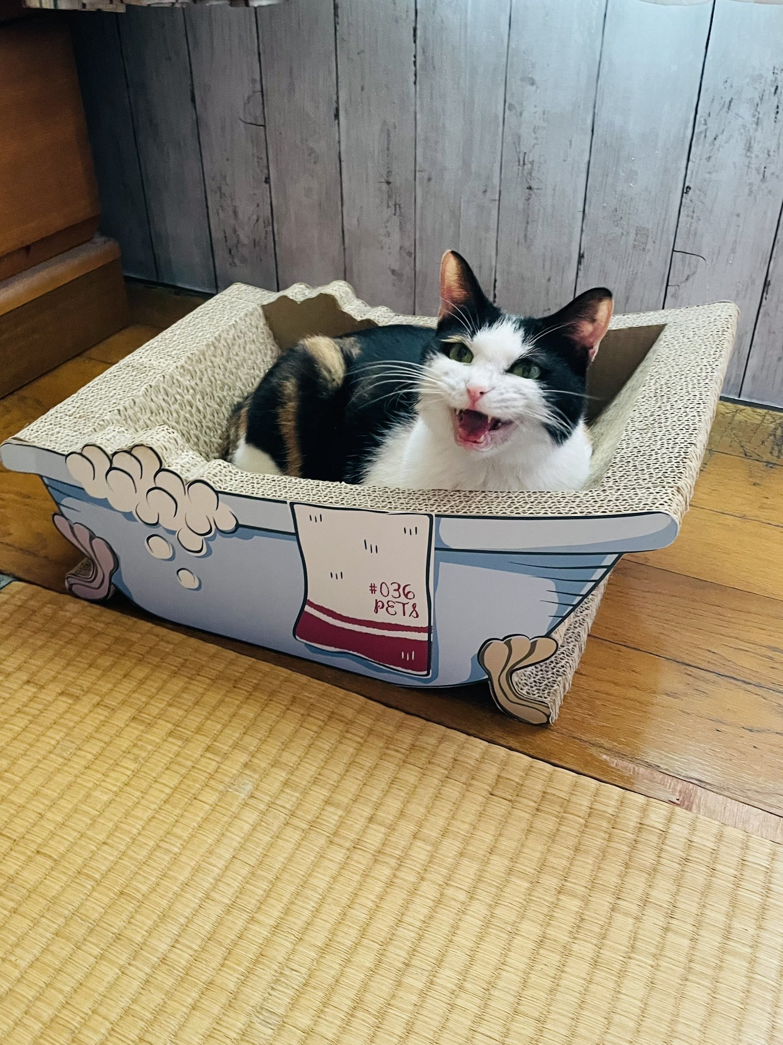 ♡三毛猫♡さん専用 ☆かわいい三毛猫☆ - ぽちとたま