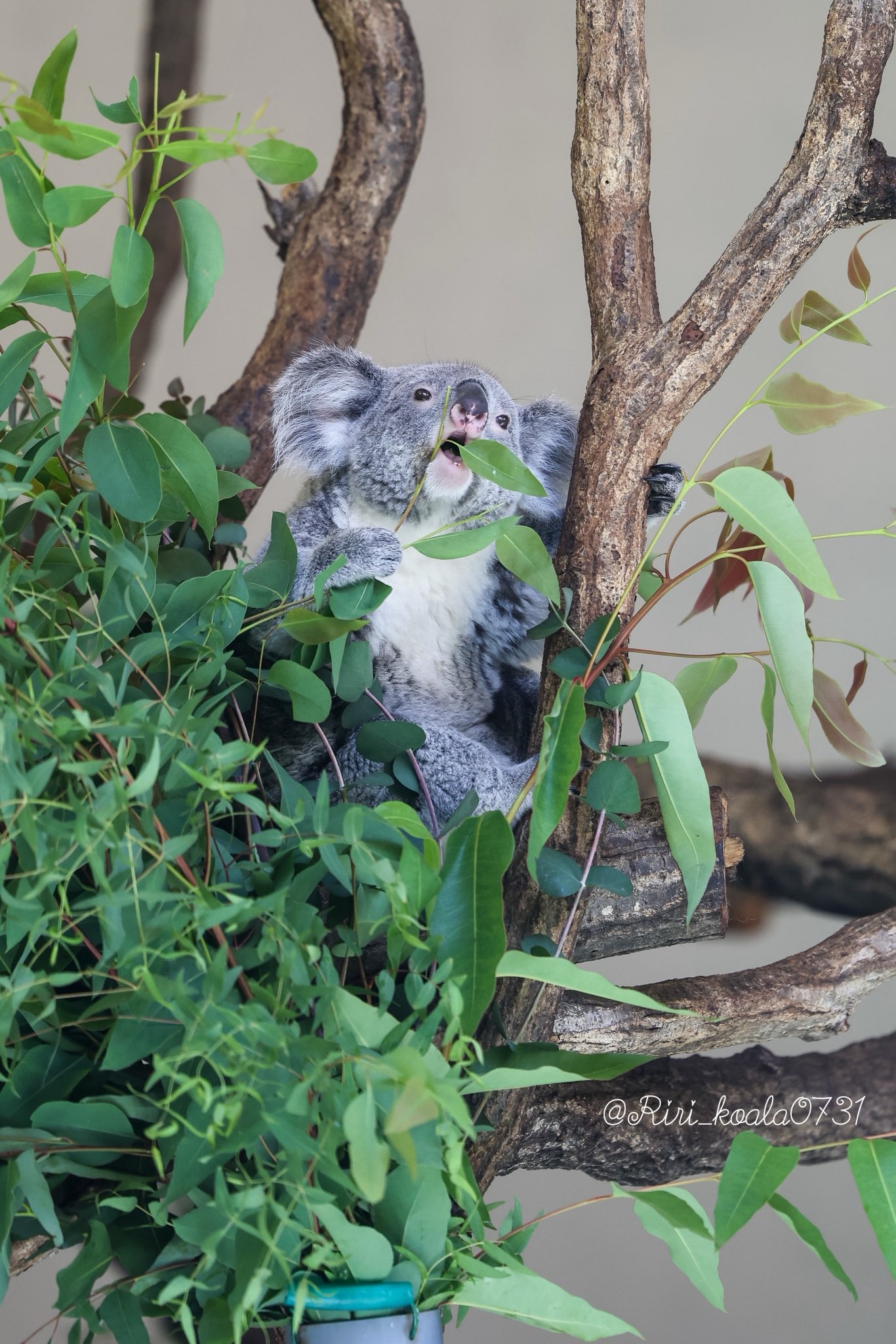 【まとめ売り】コアラのマーチ♡ドラえもん　2点セット 藤子不二雄 ドラえもん コアラのマーチ キーホルダー 3体セット