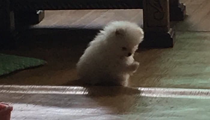 자기 젤리 보는 강아지