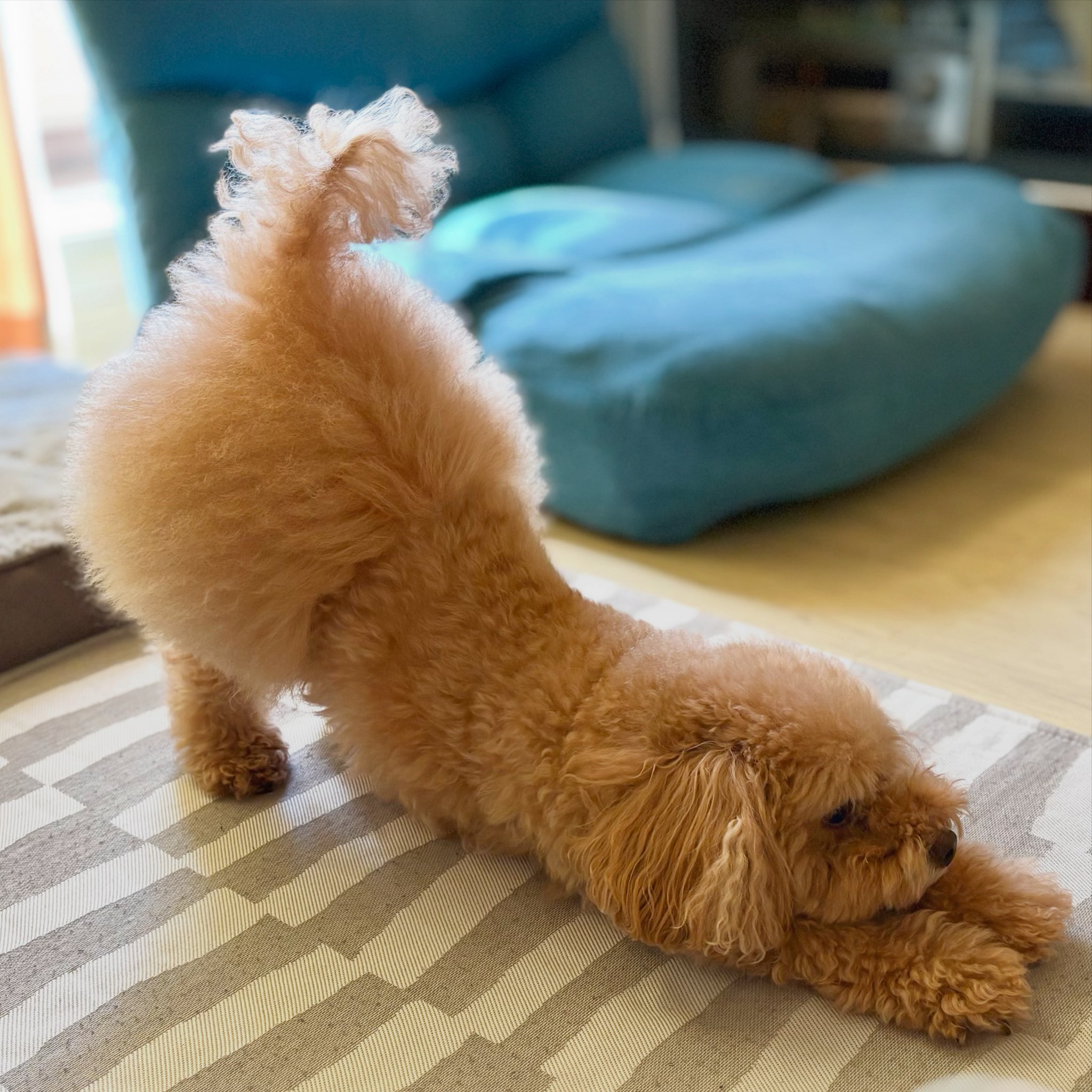 プードルです★ トイプードルのれお🐻 (@____i.am.leo____) • Instagram photos