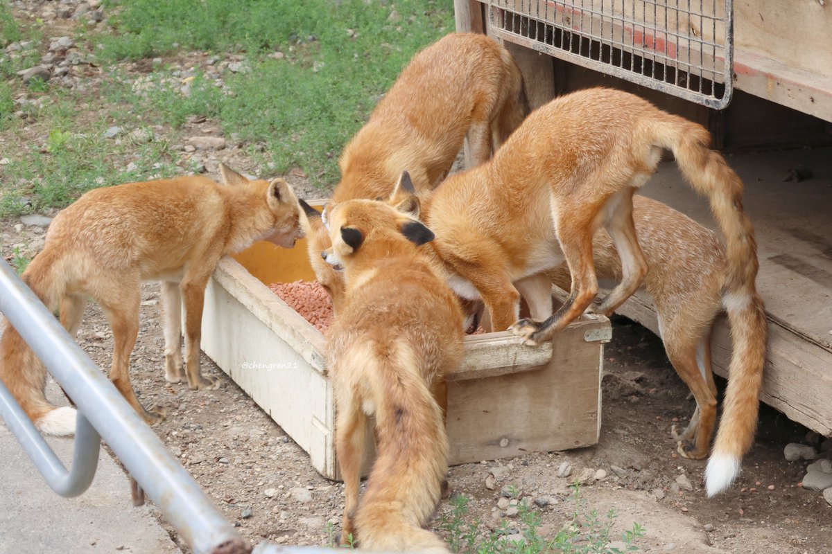 仲良く食べようね #北きつね牧場