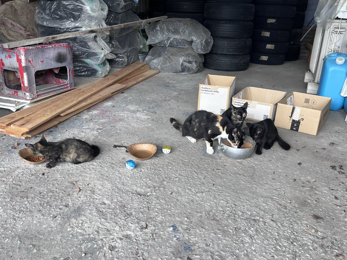 G0MlApex's tweet image. 福岡県内で子猫ちゃん飼ってくれる人いませんか😖😖黒トラ、キジ、サビ2ニャンズです🐱🐱🐱来週末までには保護してノミダニ駆虫、ワクチンは済ませるのですぐに引き渡せます。それなりに人慣れしててみんなきゃわです🩷🩷

#野良猫 
#保護猫 
#保護猫と暮らす 
#里親 

お迎え時は車で連れて行きます！