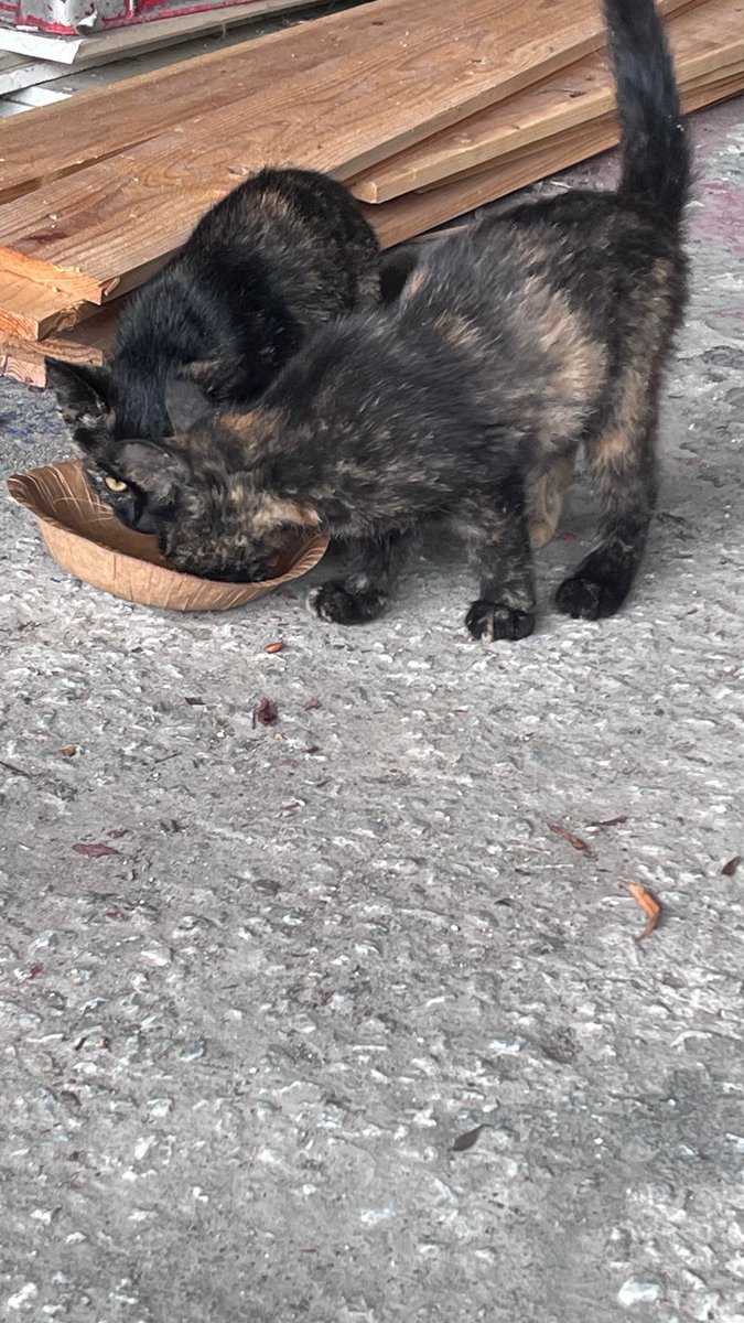 G0MlApex's tweet image. 福岡県内で子猫ちゃん飼ってくれる人いませんか😖😖黒トラ、キジ、サビ2ニャンズです🐱🐱🐱来週末までには保護してノミダニ駆虫、ワクチンは済ませるのですぐに引き渡せます。それなりに人慣れしててみんなきゃわです🩷🩷

#野良猫 
#保護猫 
#保護猫と暮らす 
#里親 

お迎え時は車で連れて行きます！