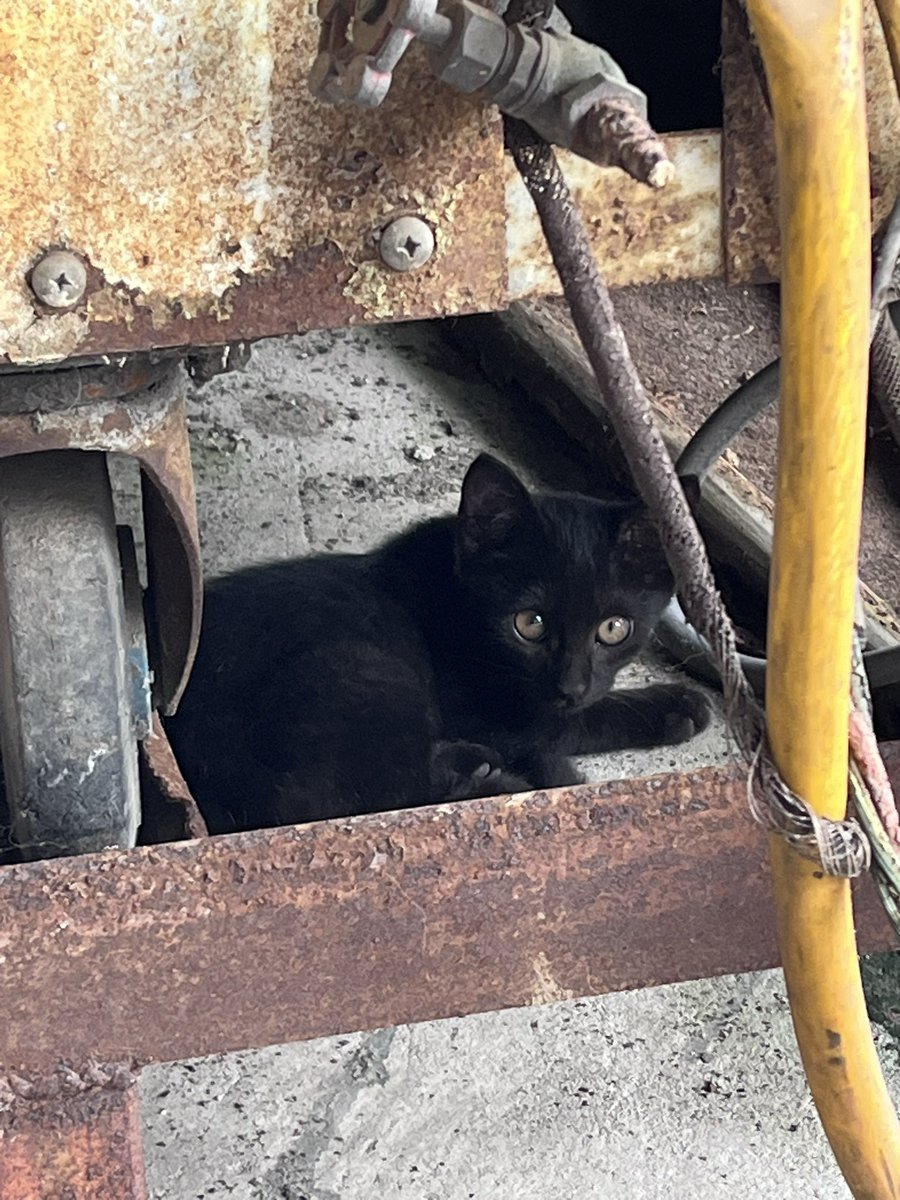 G0MlApex's tweet image. 福岡県内で子猫ちゃん飼ってくれる人いませんか😖😖黒トラ、キジ、サビ2ニャンズです🐱🐱🐱来週末までには保護してノミダニ駆虫、ワクチンは済ませるのですぐに引き渡せます。それなりに人慣れしててみんなきゃわです🩷🩷

#野良猫 
#保護猫 
#保護猫と暮らす 
#里親 

お迎え時は車で連れて行きます！