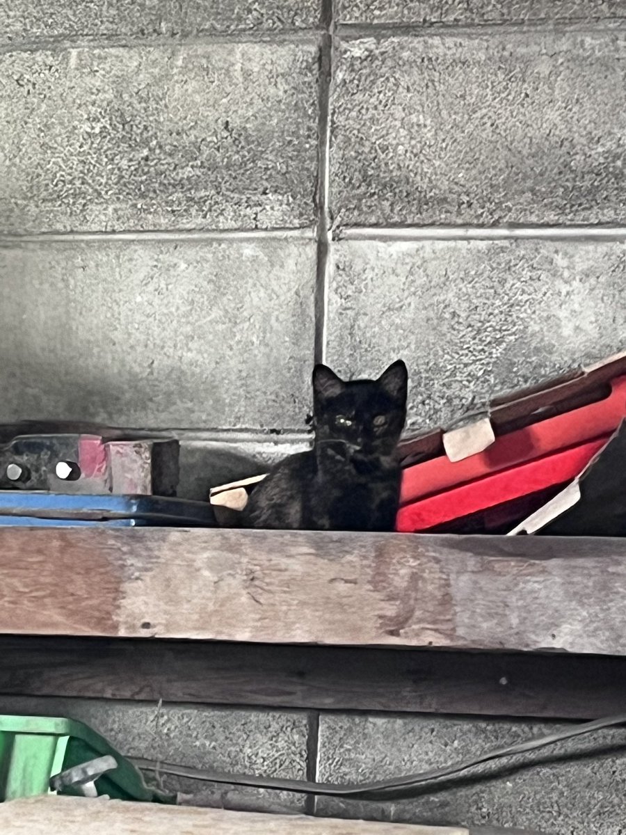 G0MlApex's tweet image. 福岡県内で子猫ちゃん飼ってくれる人いませんか😖😖黒トラ、キジ、サビ2ニャンズです🐱🐱🐱来週末までには保護してノミダニ駆虫、ワクチンは済ませるのですぐに引き渡せます。それなりに人慣れしててみんなきゃわです🩷🩷

#野良猫 
#保護猫 
#保護猫と暮らす 
#里親 

お迎え時は車で連れて行きます！