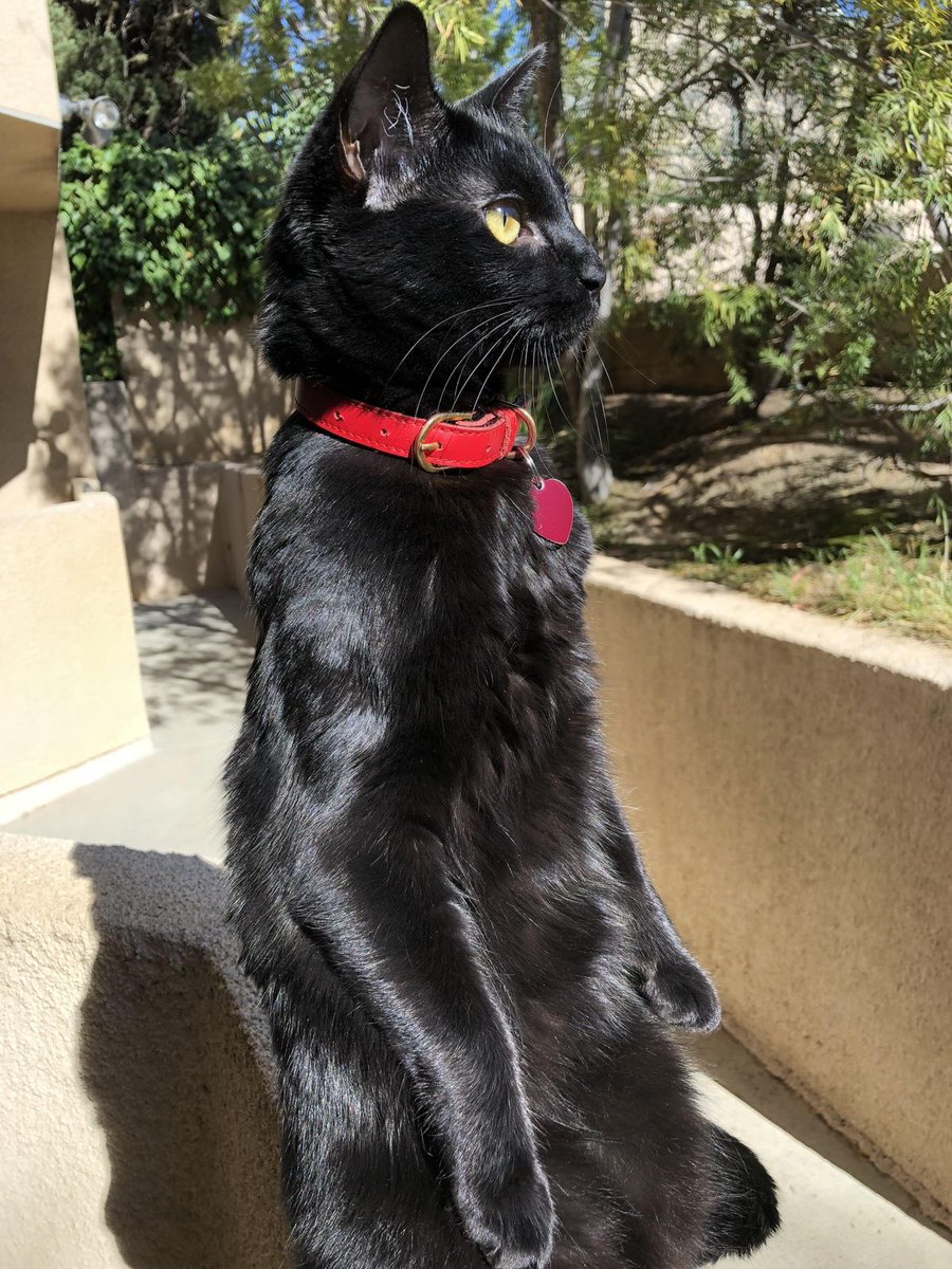 Black cats are not bad luck (@visualscat) on Twitter photo 