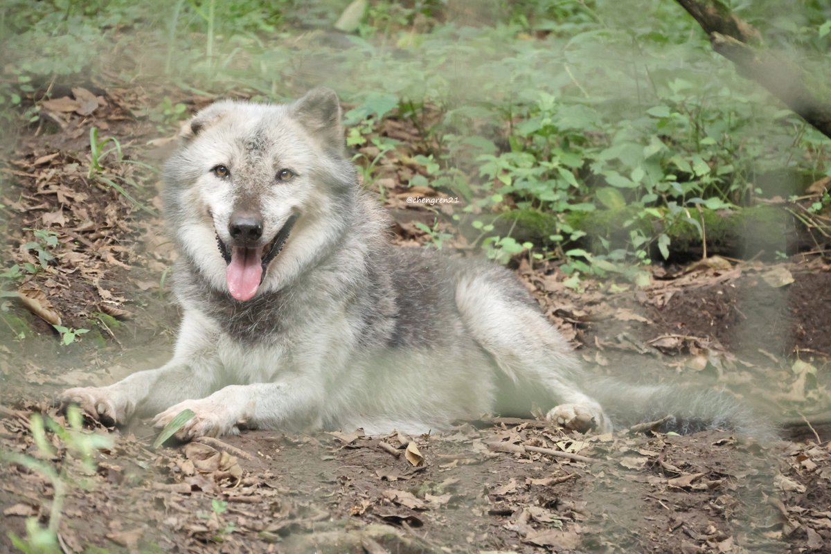 わんこみ強いスフィンクスノンノ #富山市ファミリーパーク #シンリンオオカミ