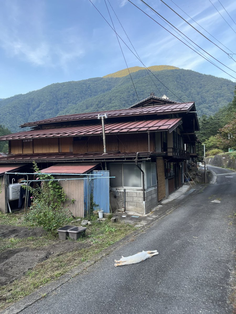 一本猫 落ちてた