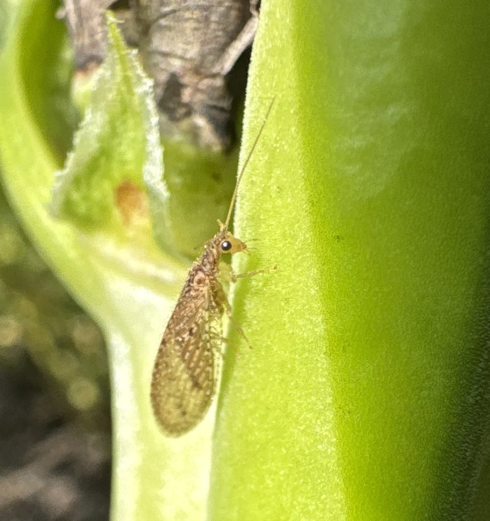 Brown lacewing in faba beans, mopping up low aphid numbers #hemerobiidae #IPM #brownlacewing #predator #outlookag #agronomy