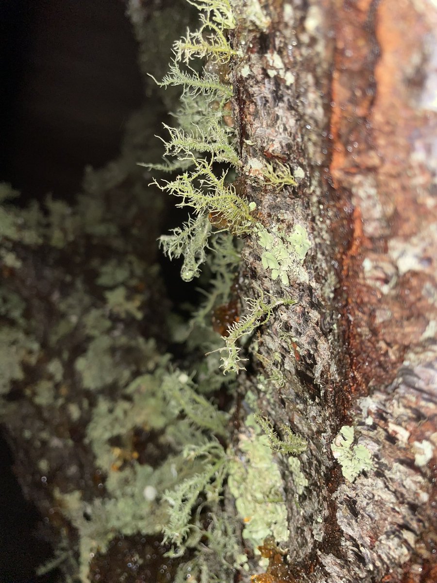 A year ago tonight we had a huge rain. I was at band rehearsal for church and the sanctuary started taking water so we ended early. On the way home I met a friend in Mars Hill for beers. Power went out at the restaurant and a few minutes later <a href="/AllisonRae/">Allison</a> called saying it was out