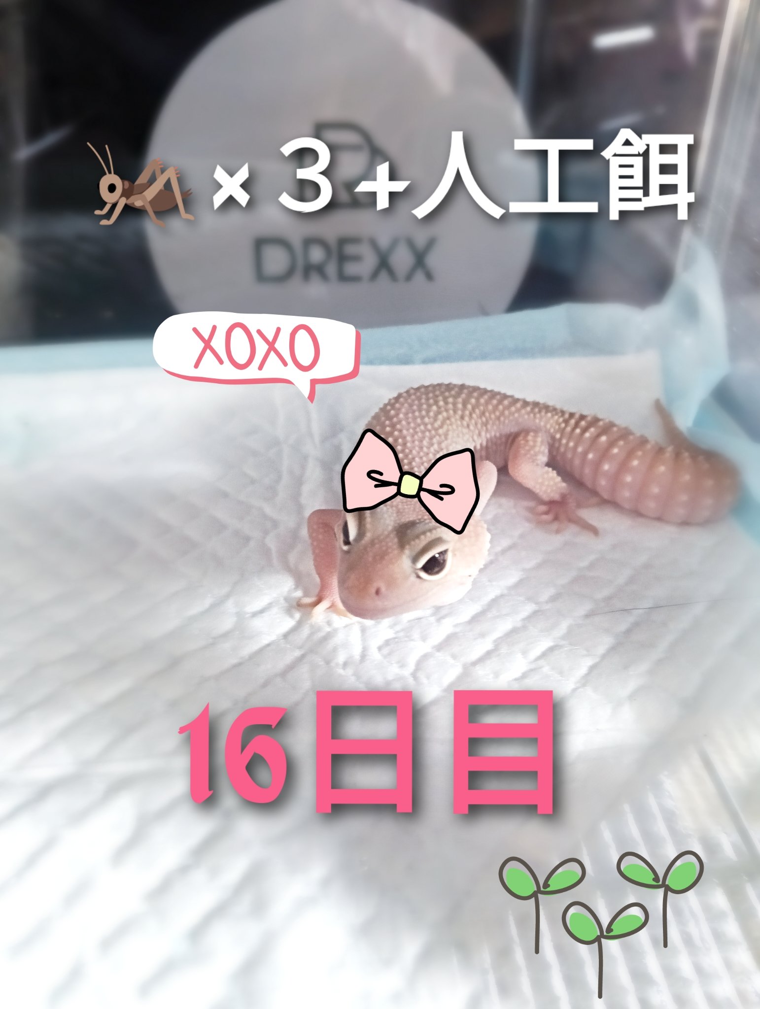 開運 MIHARU (@Muse31540490) / X