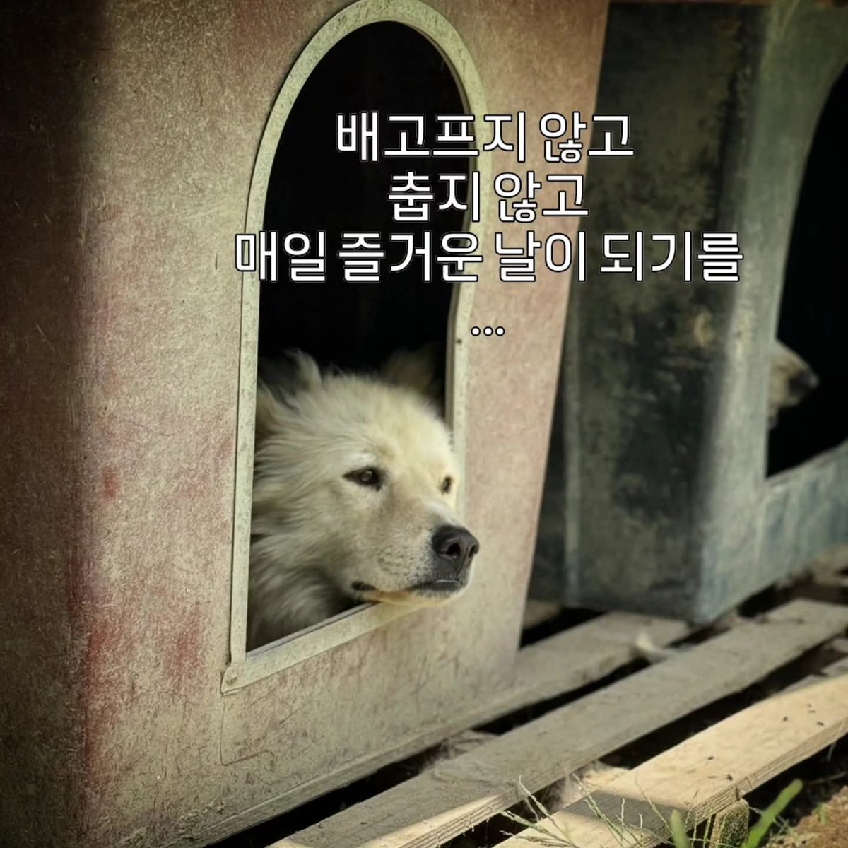 Rt가 꽤 되어서 저는 마음놓고 있었는데 소장님은 여전히 애끓고 계셨네요. ㅜㅜ사람에게 버림받고 입양도 못간 중대형견 500마리, 이중 노견이 70% 이상인 시온쉼터는 여전히 추석연휴 9일간의 사료를 비축하지 못 했습니다. 좋은 밥은 못 먹여도 500마리 강아지들 굶지는 않게 조금씩 도와주세요.