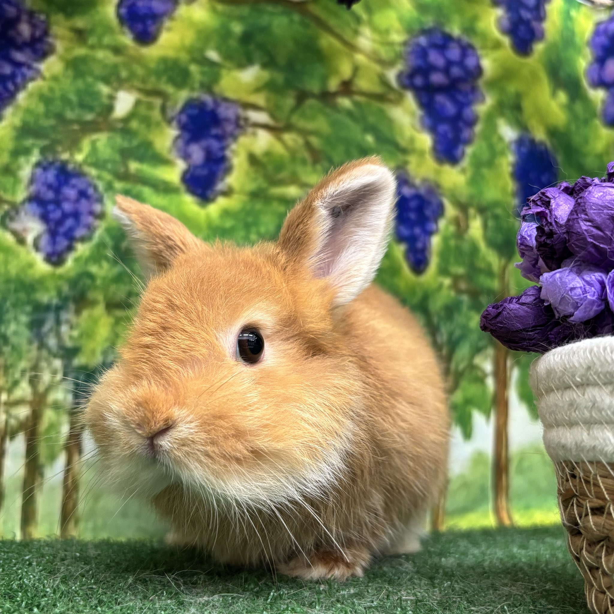 クレープ大好き♡うさぎ かくれんぼが苦手|ω・`)ネザーランドドワーフ(グレー)