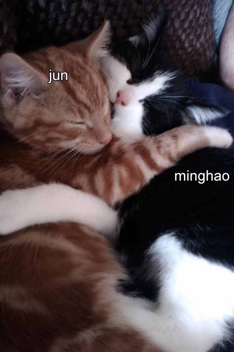 junhao as cats (@catsjunhao) on Twitter photo 