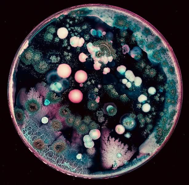 Richard01173388's tweet image. #Microbe conservation should be part of broader conservation goals. Here’s a plan that supports those goals and suggests adaptations to conserve microorganisms themselves. ow.ly/tFQs50WYKCs