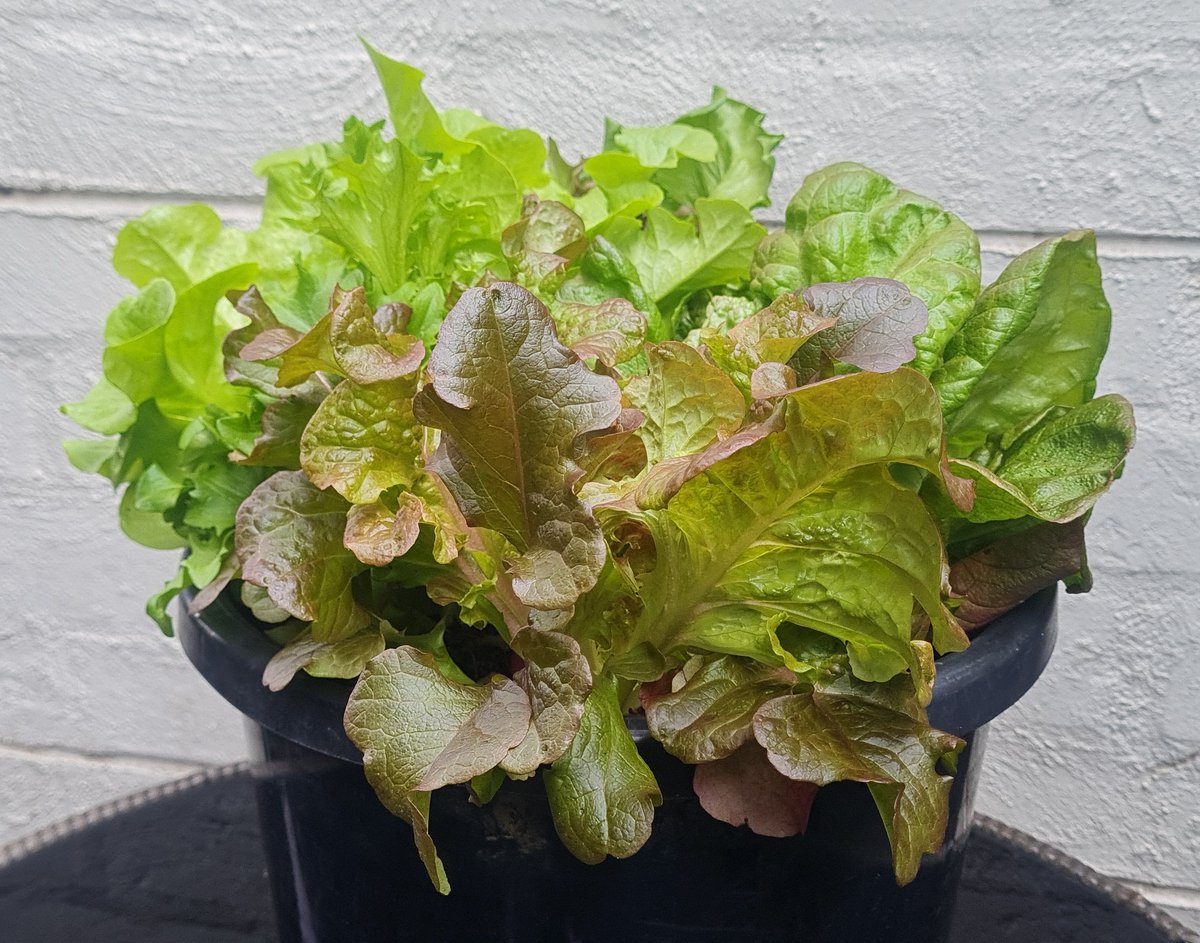 StuartWilliams_'s tweet image. "Lettuce Salad Mixed" (4 seedlings) #onmybalcony

Lactuca sativa

#lettuce #Lactucasativa #Asteraceae