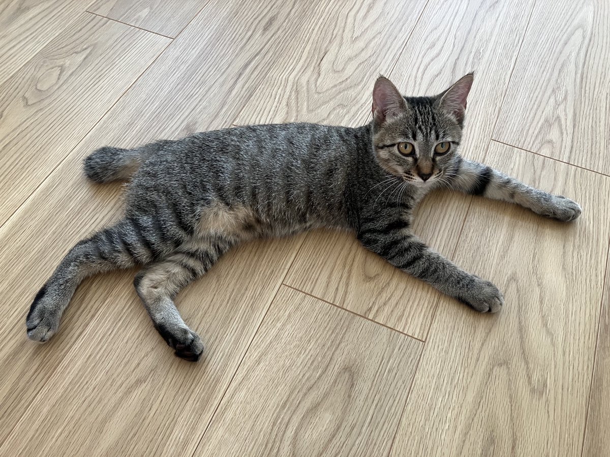 ねこ 樋口一応 (@yamagutiiiiii): 