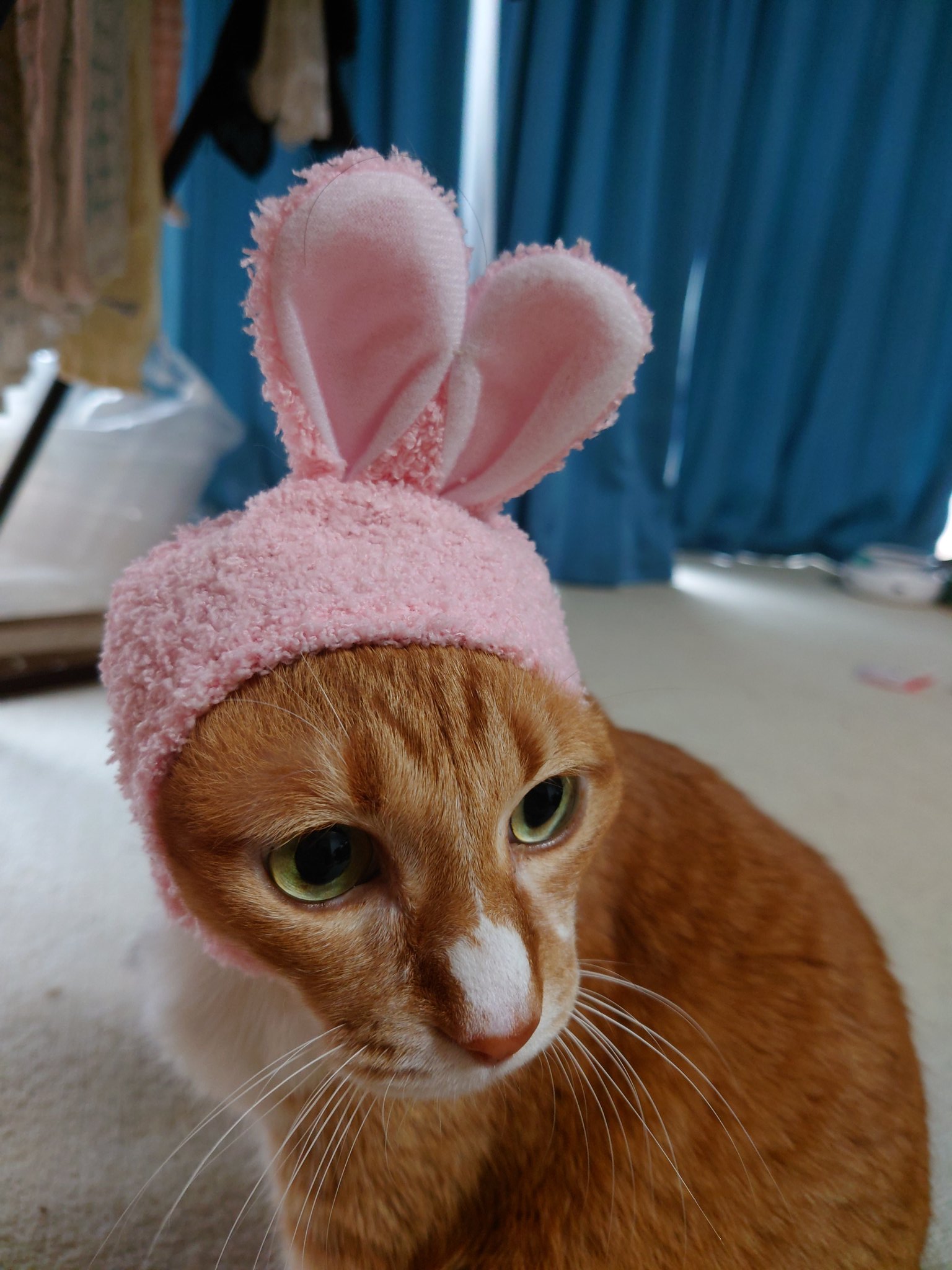 ねこの琥珀ちゃん on X: 