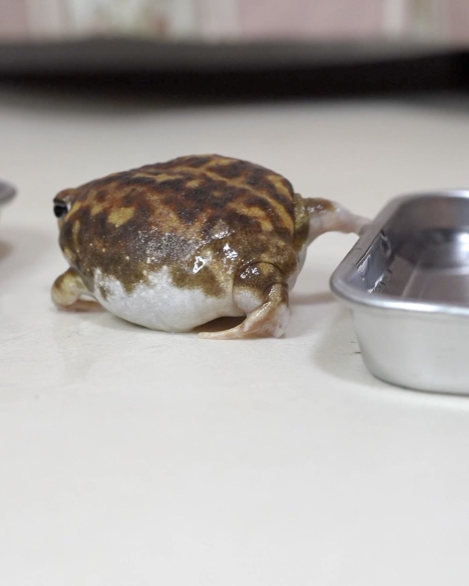 I'm out of the bath. Get me a towel!
お風呂出たよ タオルとってー