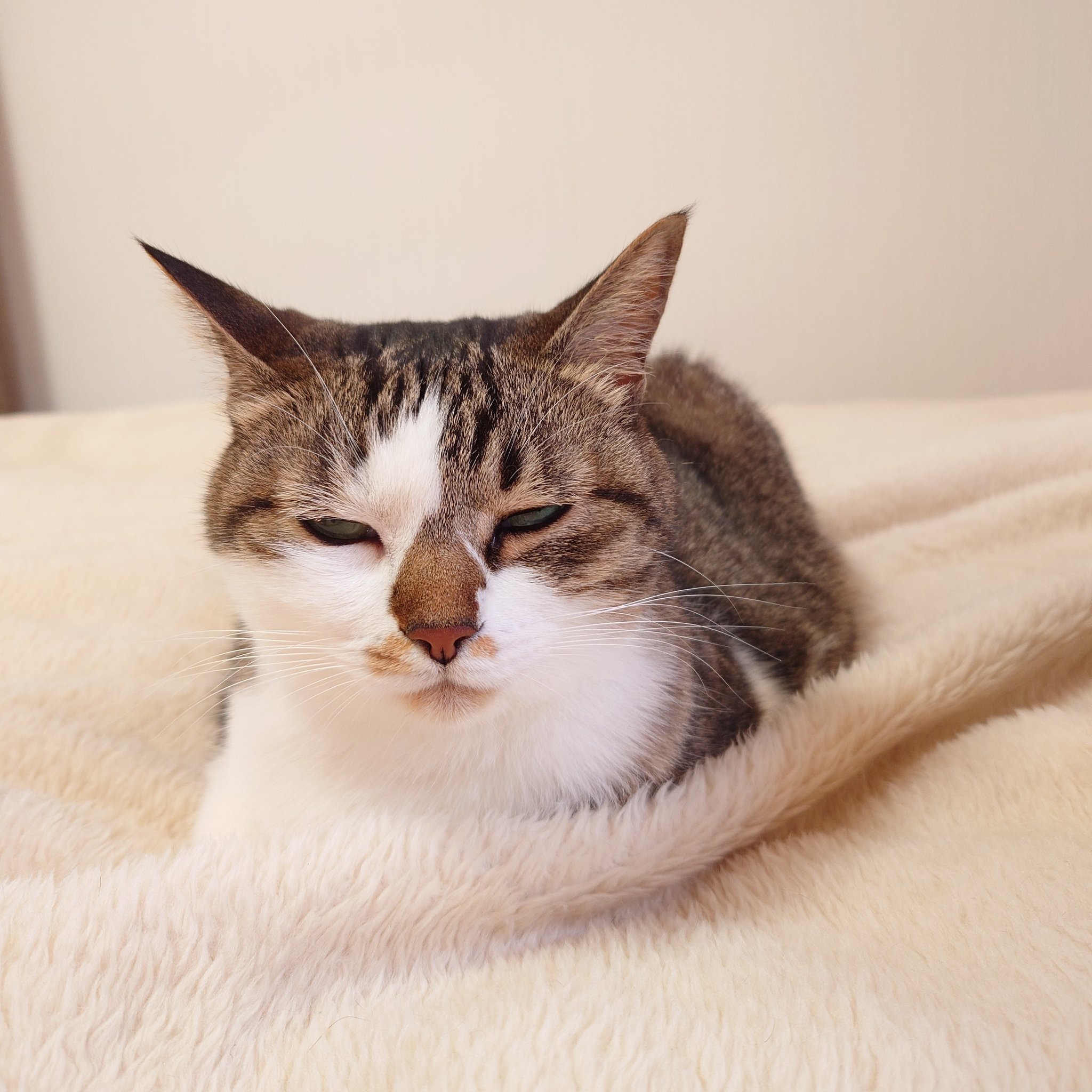 ねこねこ55 ネコのかわいさを凝縮した10分間！「ねこねこ55」がけしからん