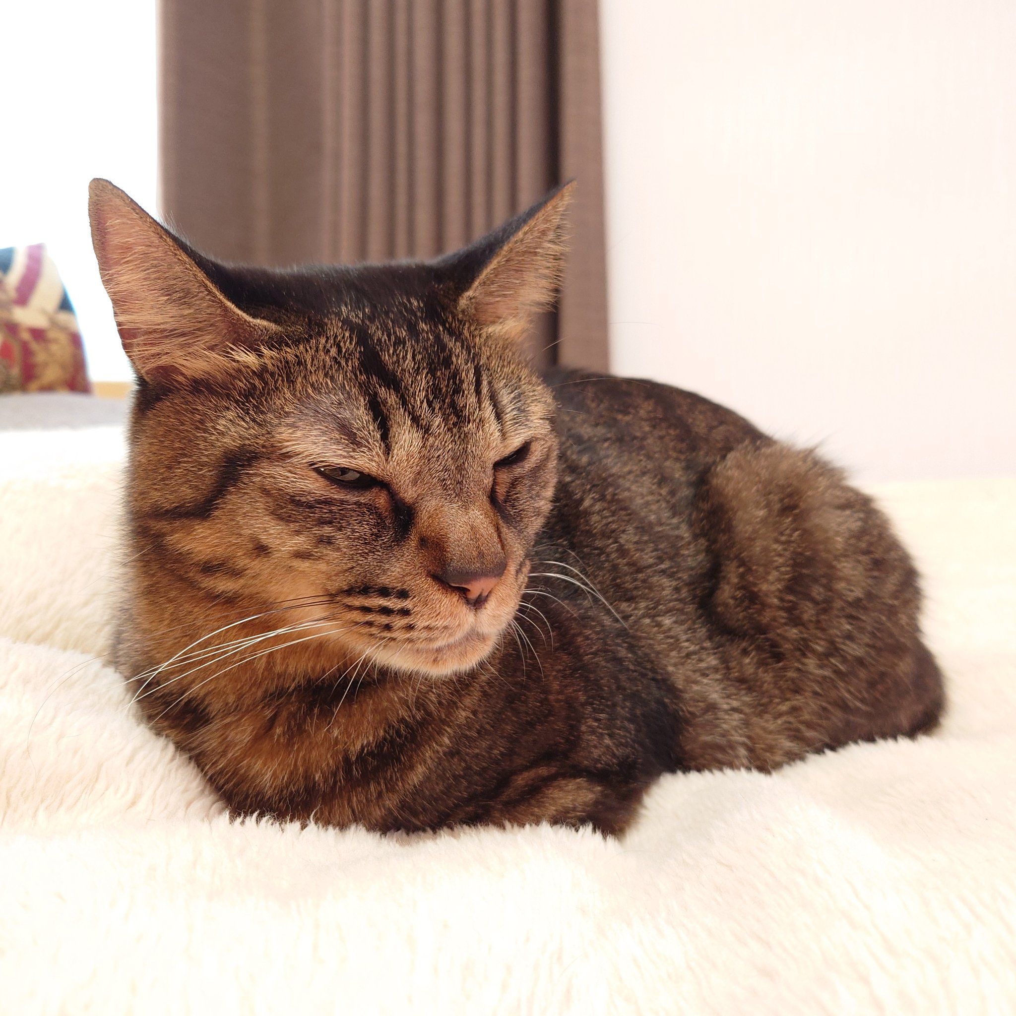 ねご⚡️：ねこ下僕見習い on X: 