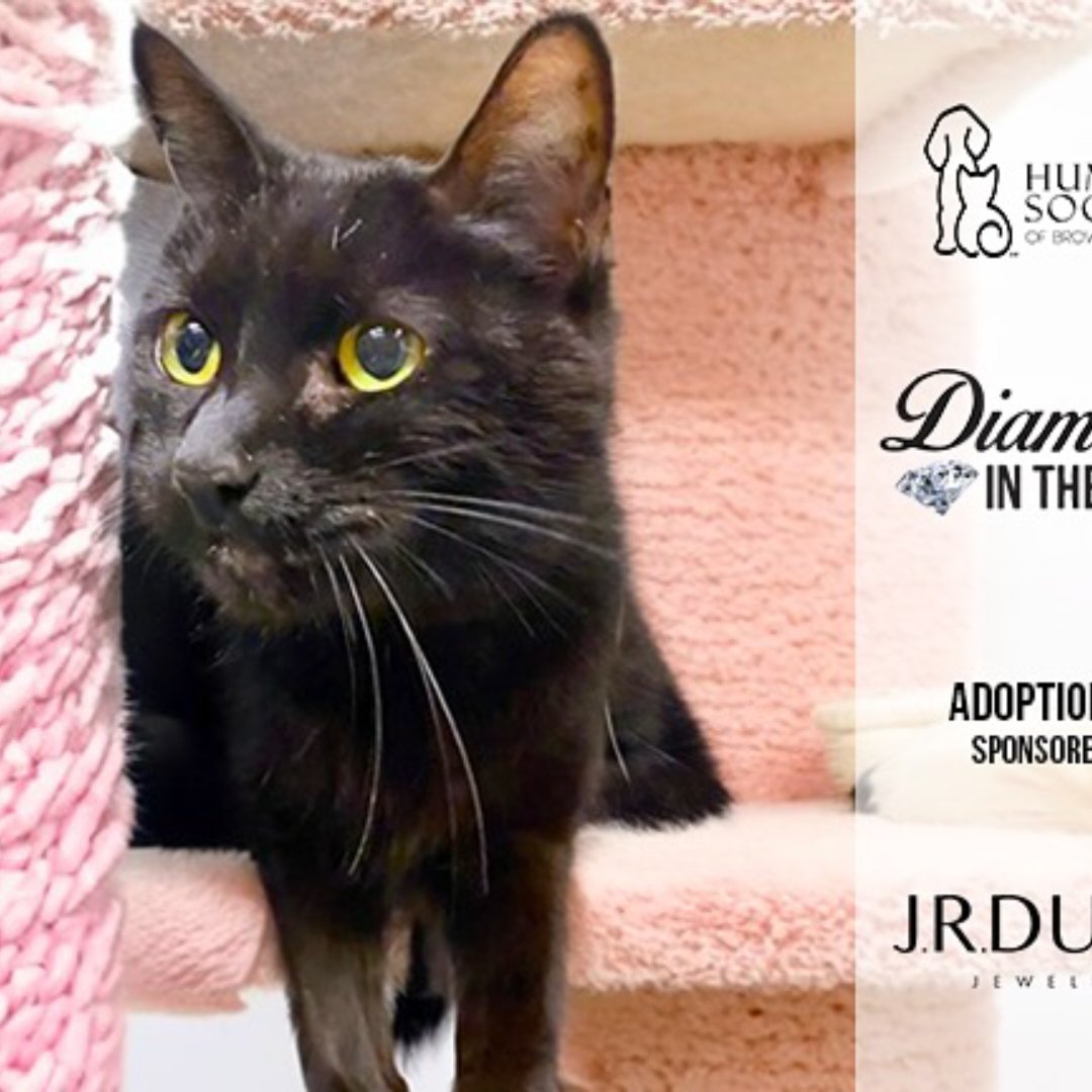 save animals tweet media