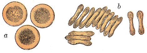 #Rouleaux