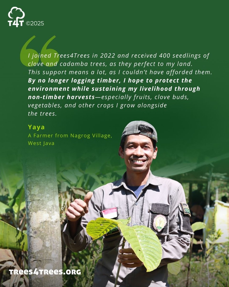 Meet Yaya 👨‍🌾, our tree-growing partner who shifted from logging to sustainable farming. 🌱 

Now he grows cloves &amp; fruit trees—protecting his livelihood, preserving farming as cultural heritage, &amp; safeguarding the environment. 🌳

 #FarmersDay #SustainableFuture #Trees4Trees