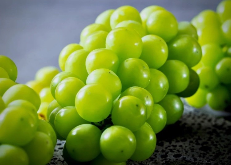 本日中にこの投稿にいいねとフォローしてくださった方の中から1名様にシャインマスカットあげます。