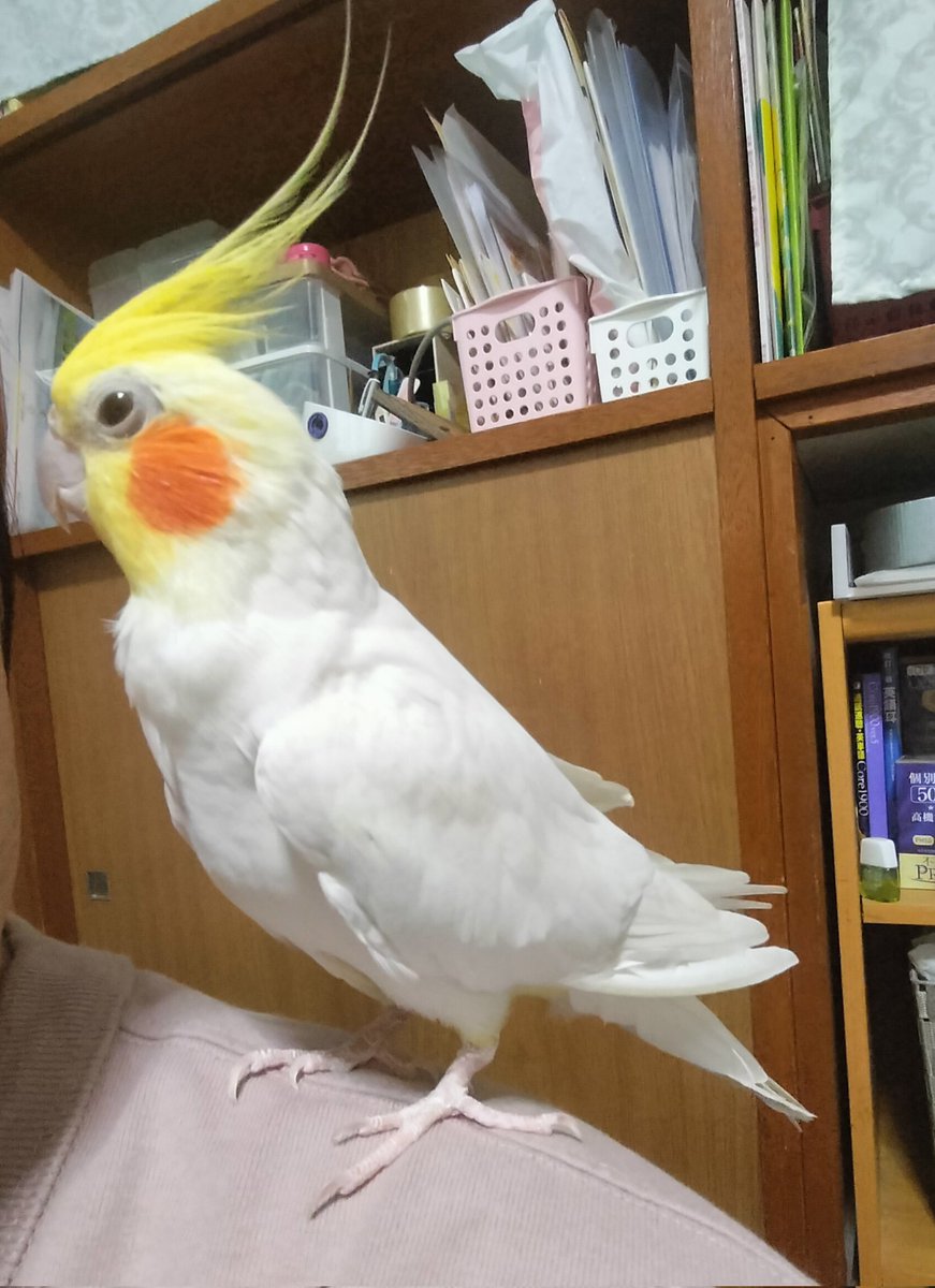 カメラいやいやしてるピーちゃん