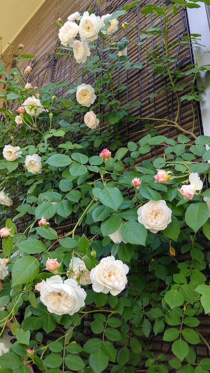 _m_k_t tweet picture