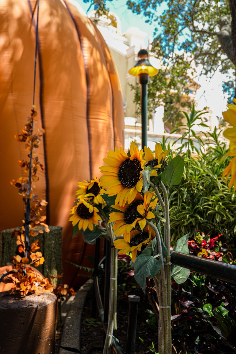 Mason Zaccarine tweet media