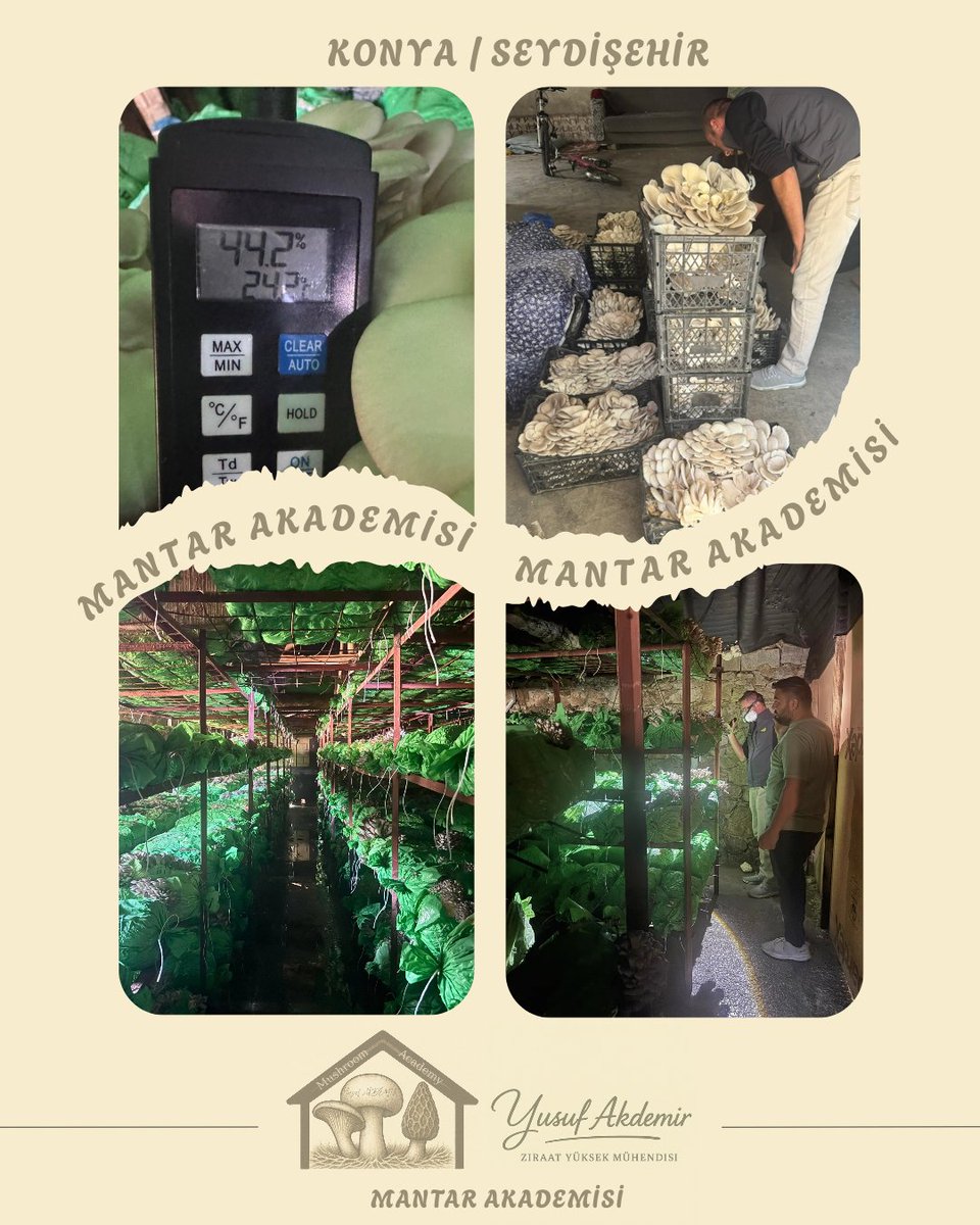 🍄Çalışmalarımız Devam Ediyor.🍄

📍#seydişehir

İstiridye Mantarı

MAŞALLAH 👏👏👏

Tüm Üreticilerimize Hayırlı Helal Bol Kazançlar Dilerim.

#mantar #mushroom #tarımşehri #tarım #konya