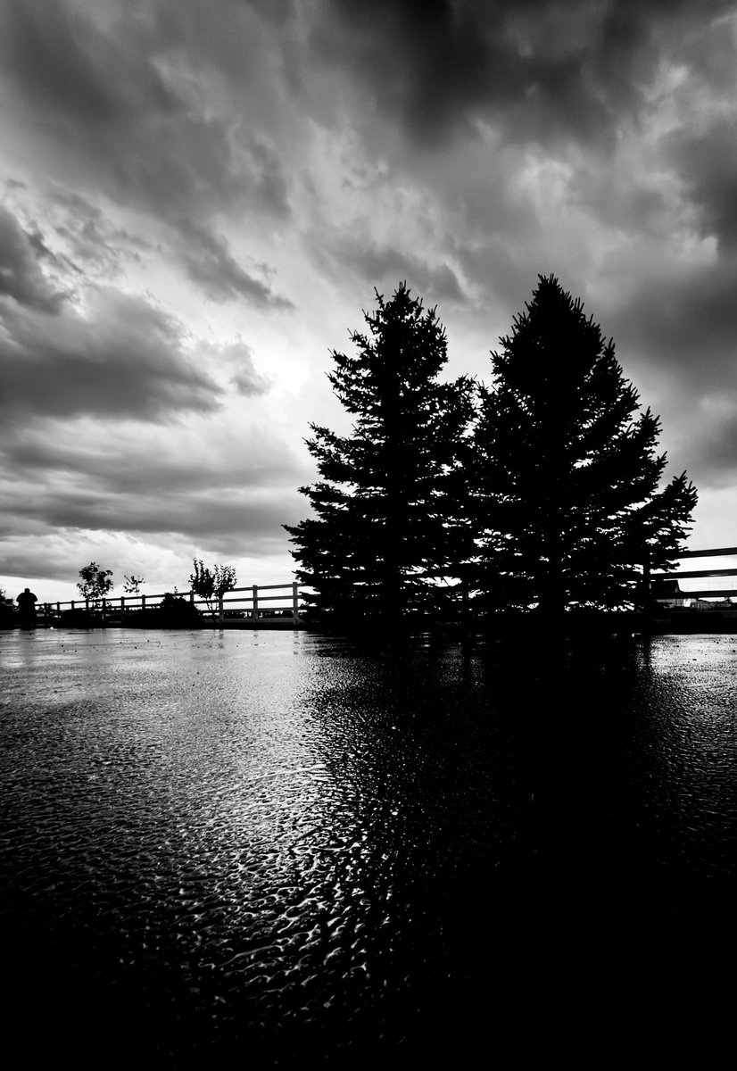 elev8208's tweet image. Black and white are better together. #photograph