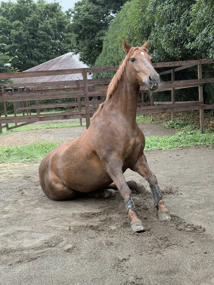 ao_channels's tweet photo. @shakunone きゃーかわいい
馬柄ホント欲しいです〜
デザインですが
馬が草をはんでる姿かわいいですよ
あとよっこいしょの姿も https://t.co/D1t3EfjLmr