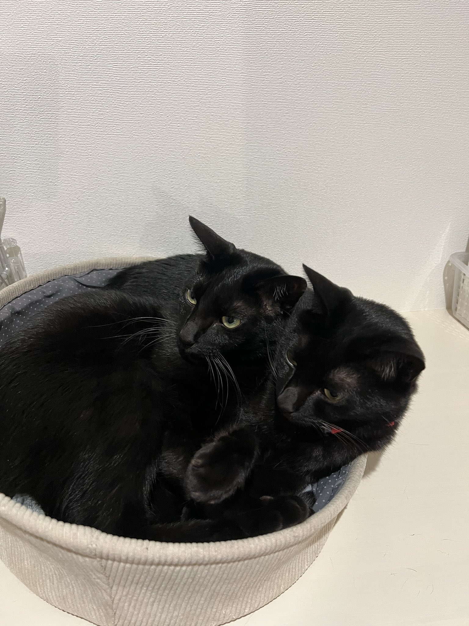 きよ　おねんね白猫＆おねんね黒猫 61UncAKwQ+S._UF350,350_QL50_.jpg