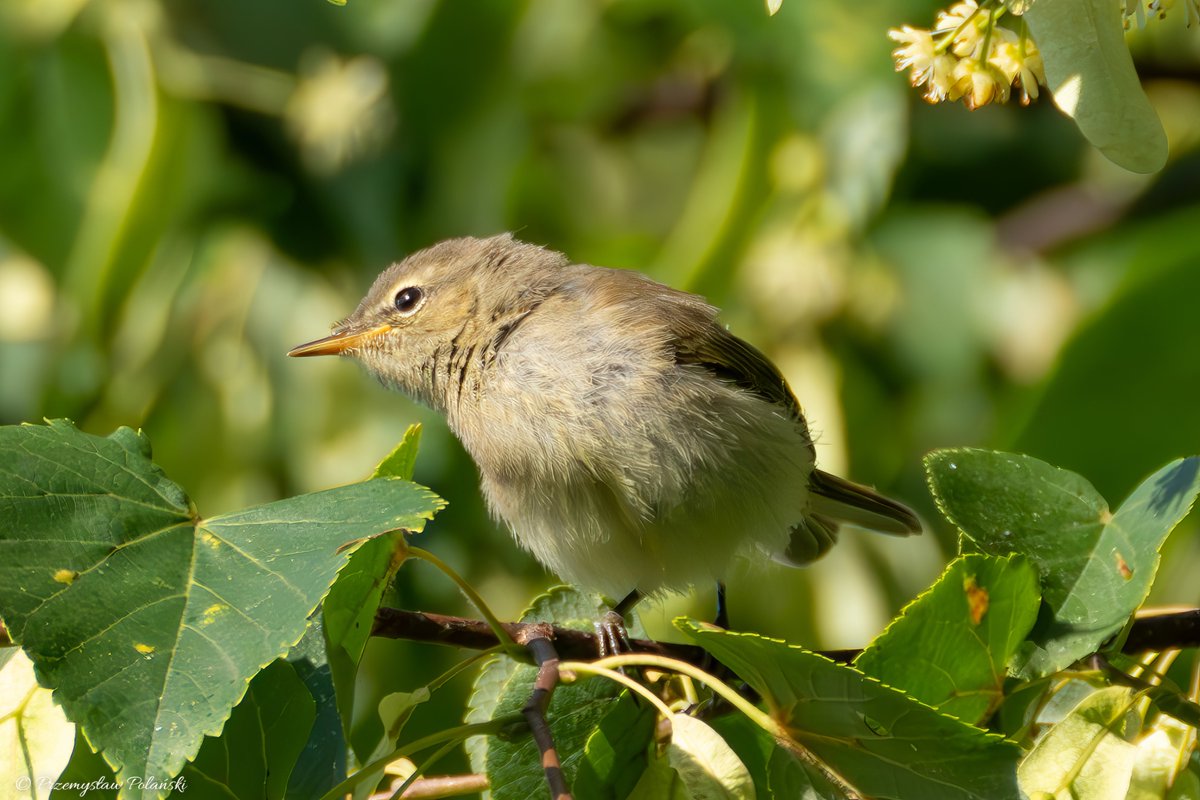Dzień dobry 😊
Pierwiosnek (Phylloscopus collybita)