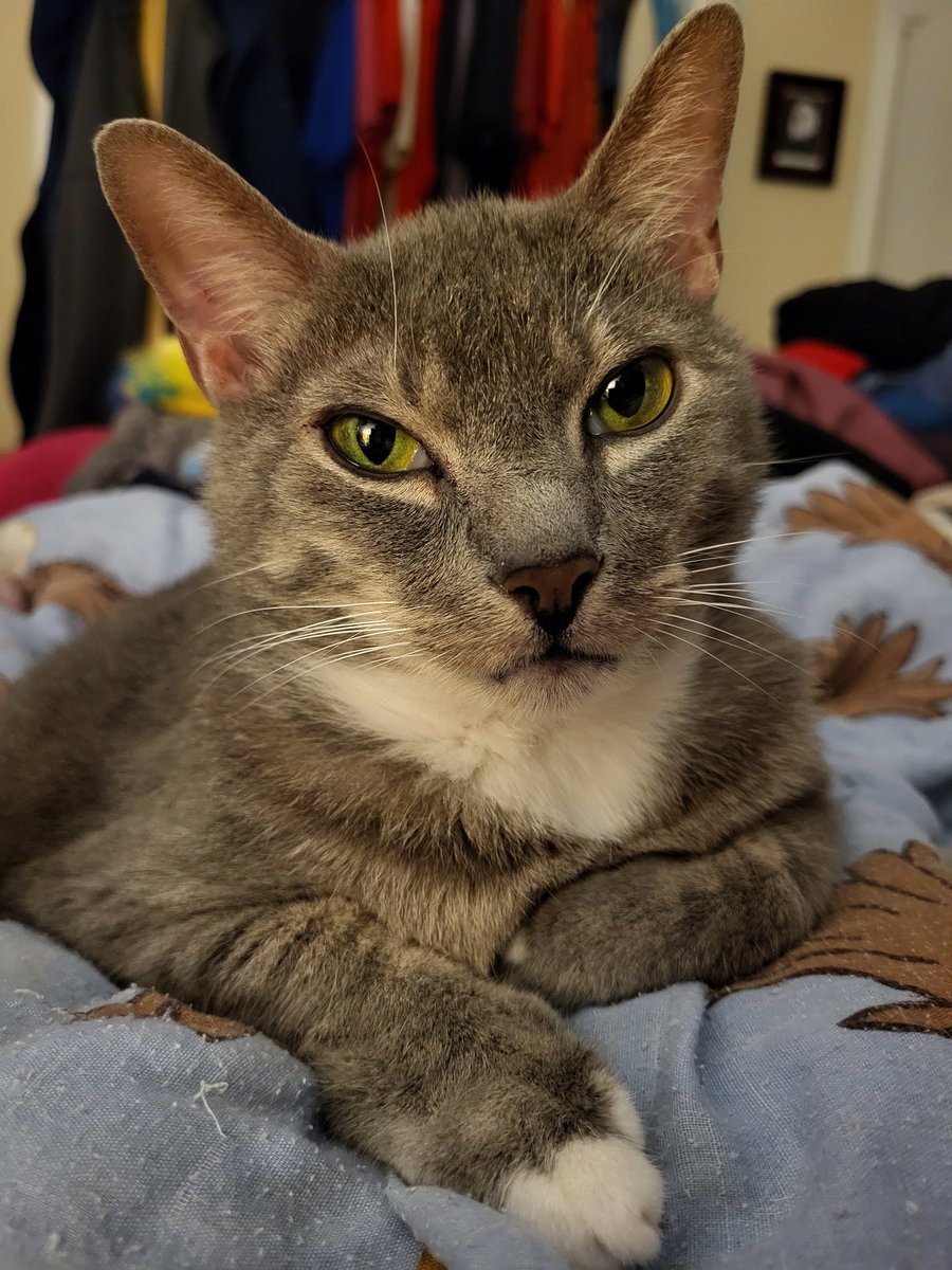 SilbyGrayCat's tweet photo. #FriyayFriday #CatsofTwitter #CatsOfX #Furriends Almost weekend! https://t.co/oo6wXPqa0L