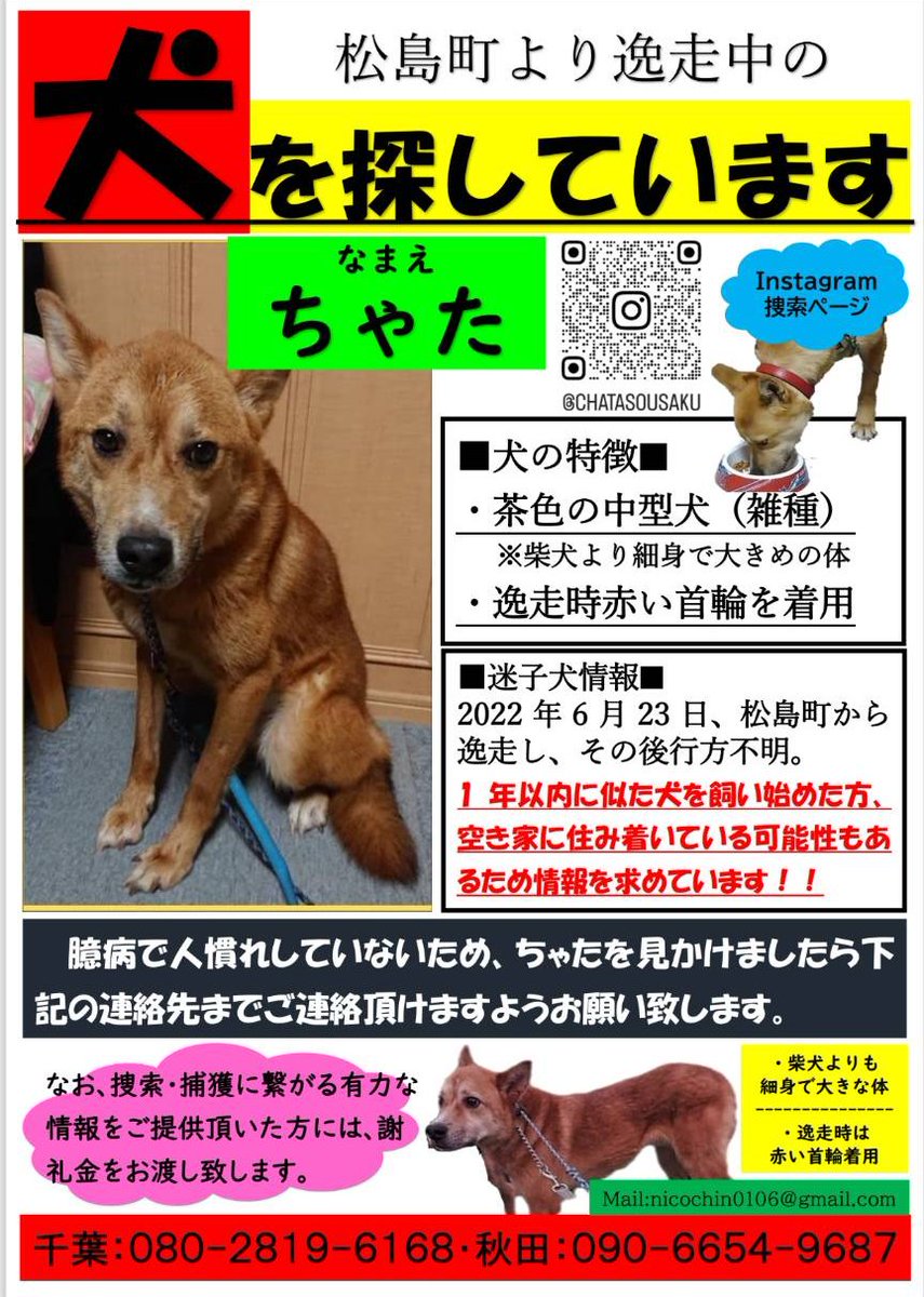 松島町迷子犬捜索 tweet media