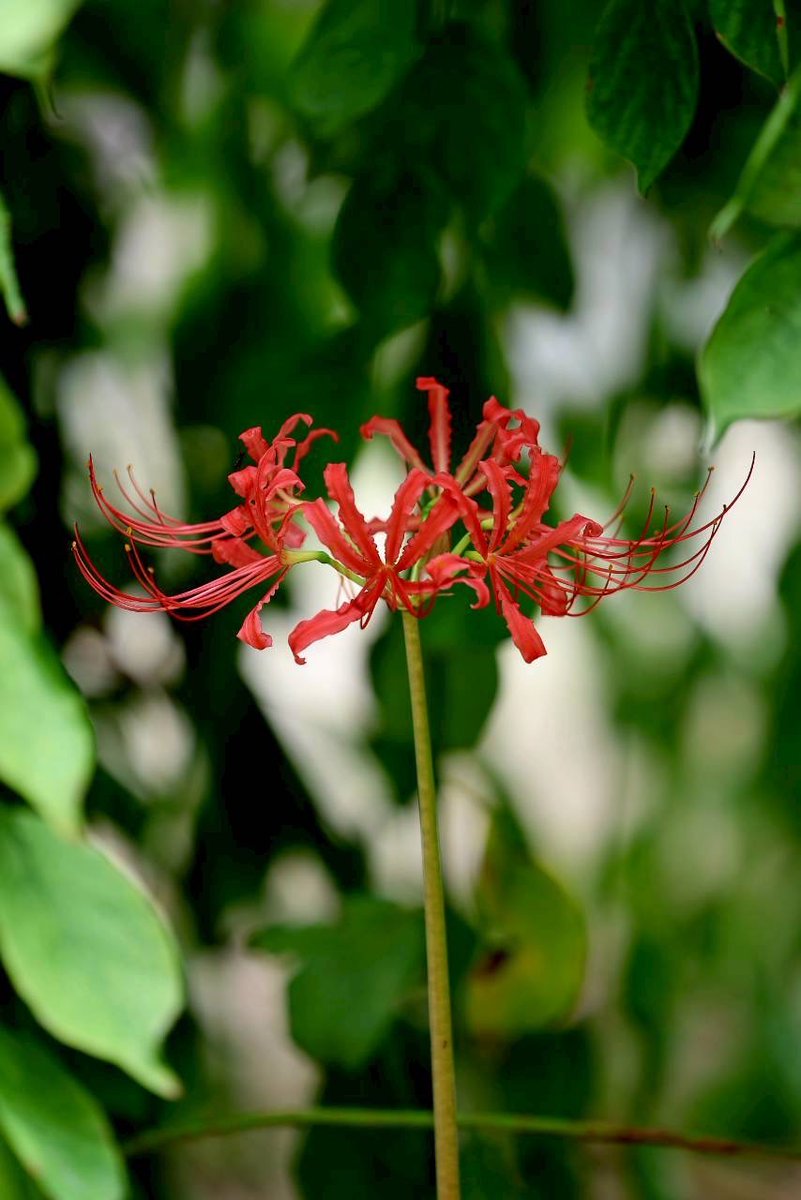 公式】東別院／真宗大谷派名古屋別院 on X: 