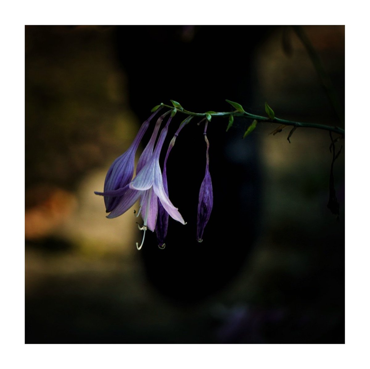 Marek Czartoryski (@markchortsnotes) on Twitter photo 