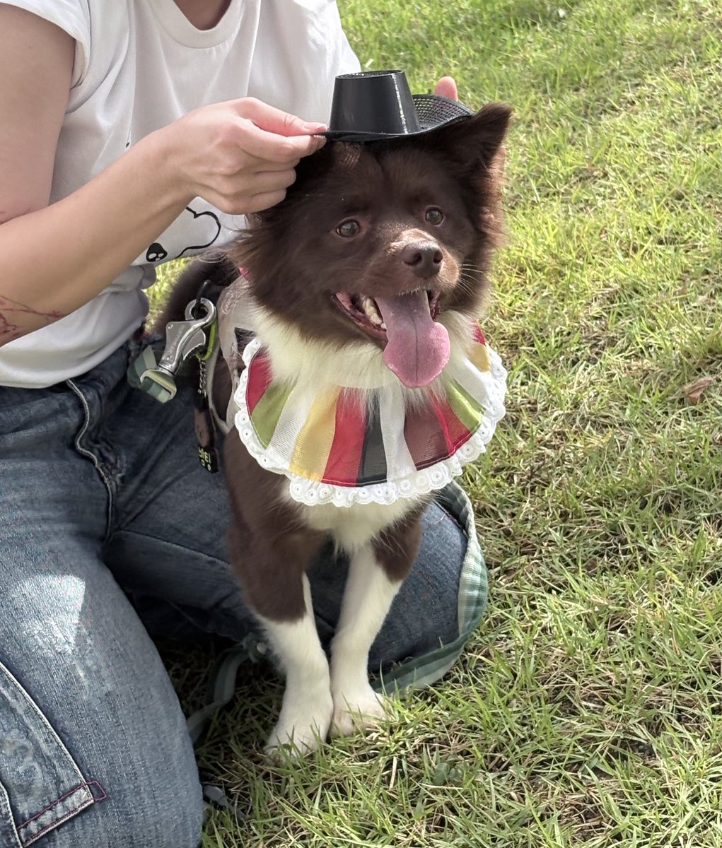 저승사자강아지입니다!! 영혼을주새여!!