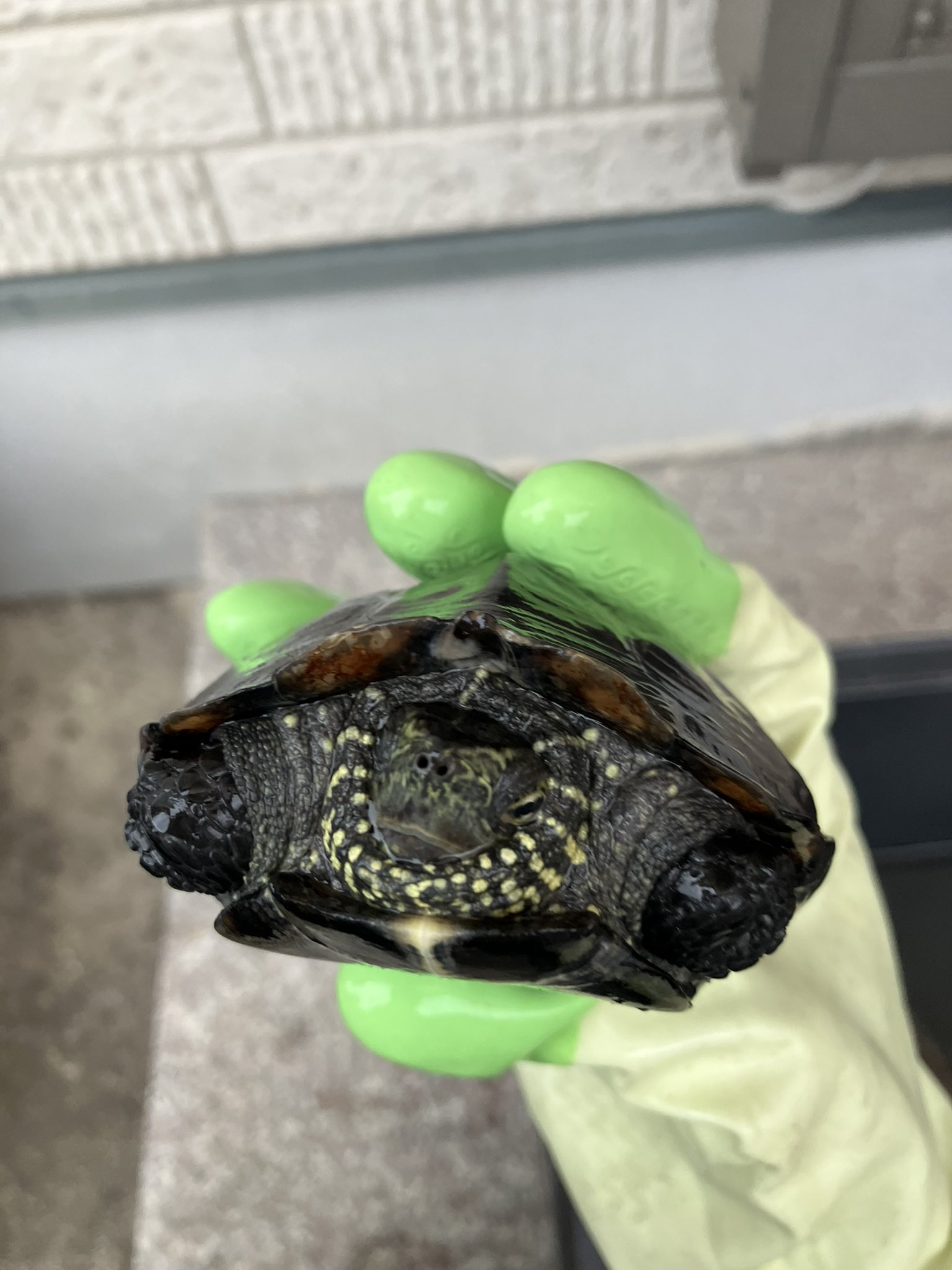 亀 名前募集bot on X: 